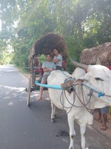 Read more about the article Unveiling Sri Lanka’s Soul: Village Tour and Cooking Class Adventure