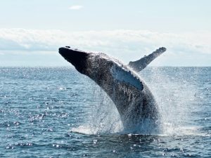 Read more about the article Witness the Giants: An Unforgettable Whale Watching Adventure in Mirissa, Sri Lanka